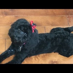 Meet your Posher, Beverly